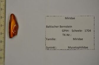 Vorschaubild Bernstein m. Weichwanze, Pilzmücke