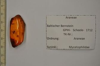 Vorschaubild Bernstein m. Jungspinne, Pilzmücke