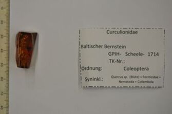 Vorschaubild Bernstein m. Rüsselkäfer, Eichenblüte, Ameise, 2 Würmer, 2 Springschwänze