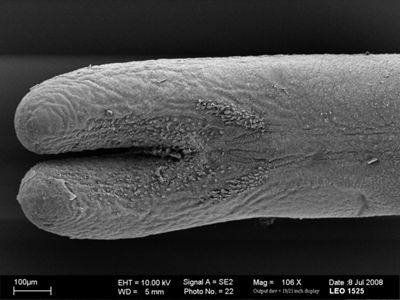 translation missing: de.preview Gordionus scaber