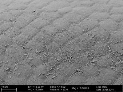 preview Gordius sp.