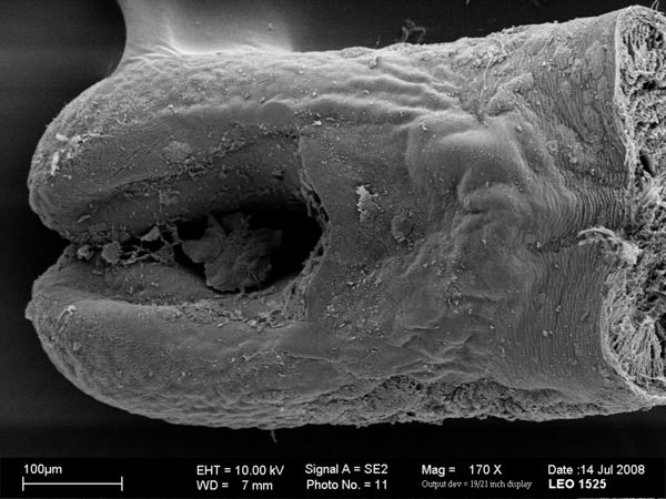 Vorschaubild Gordius sp.