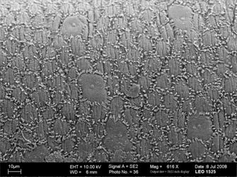 Vorschaubild Parachordodes tolosanus