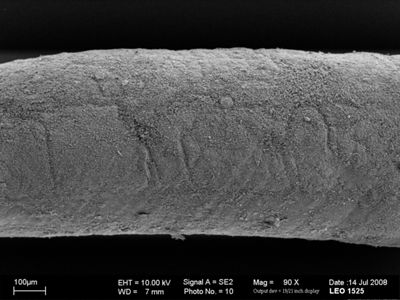 translation missing: de.preview Gordius sp.
