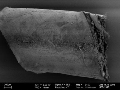 translation missing: de.preview Gordius sp.