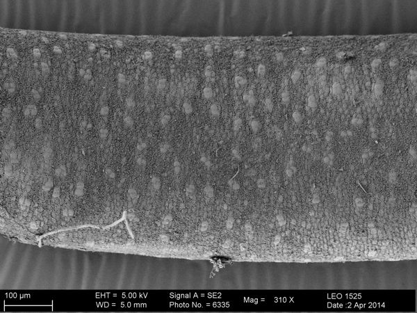 Vorschaubild Parachordodes tolosanus