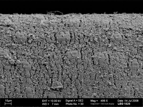 Vorschaubild Parachordodes tolosanus