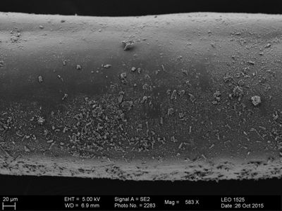 preview Gordius sp.