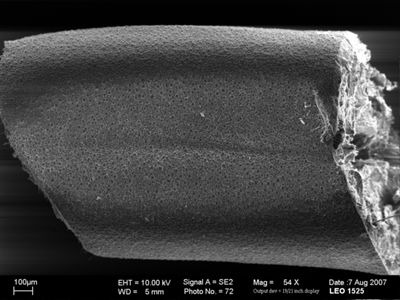 translation missing: de.preview Pseudochordodes meridionalis