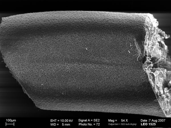 Vorschaubild Pseudochordodes meridionalis