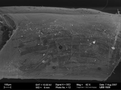 translation missing: de.preview Gordius sp.