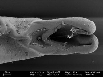 Vorschaubild Gordius sp.