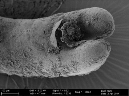 Vorschaubild Gordius sp.