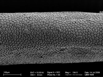 Vorschaubild Paragordionus vejdovskyi
