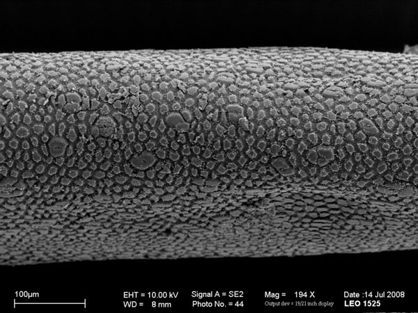Vorschaubild Paragordionus vejdovskyi