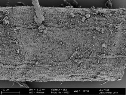 Vorschaubild Beatogordius sp.