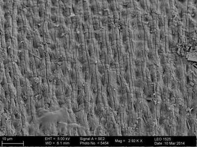 preview Paragordius sp.