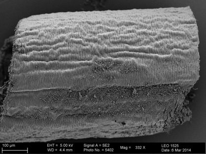 Vorschaubild Paragordius sp.