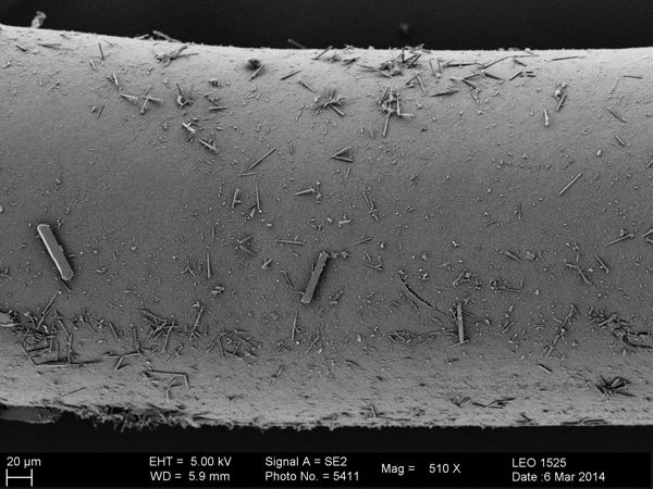 Vorschaubild Gordius sp.