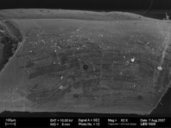 Vorschaubild Gordius sp.