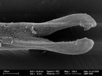 Vorschaubild Paragordius sp.
