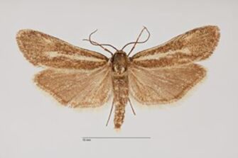 preview Brachodes staudingeri Kallies, 1998
