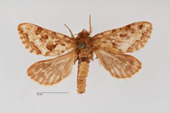 preview Pharmacis fusconebulosus ab. ornatus Bytinski-Salz, 1939