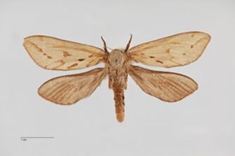 preview Hepialus humuli thulensis f. albida Bytinski-Salz, 1939