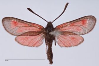 preview Zygaena (Mesembrynus) corycia r. wiltshirei Bytinski-Salz, 1936