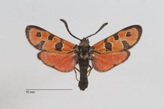 preview Zygaena (Agrumenia) hilaris lucifera Reiss, 1936