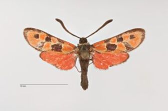 preview Zygaena (Agrumenia) hilaris lucifera ab. pseudocatalonica Reiss, 1936