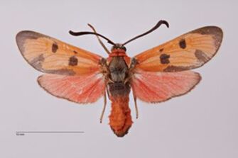 preview Zygaena (Mesembrynus) laeta danieli Reiss, 1935