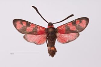preview Zygaena (Mesembrynus) araxis Koch, 1936