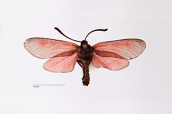 preview Zygaena (Mesembrynus) purpuralis v. asupinensis Bytinski-Salz