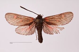 preview Zygaena (Zygaena) persephone Zerny, 1934