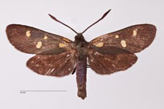 preview Zygaena (Zygaena) transalpina sorrentina v. eranesceus Sicher, 1906