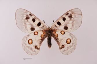 preview Parnassius apollo valesiacus ab. praetexta Gelpke, 1929