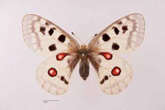 preview Parnassius apollo ab. lacrimans Marschner, 1911