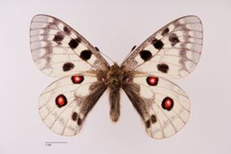 preview Parnassius apollo oenipontanus Stauder & Felkel, 1921