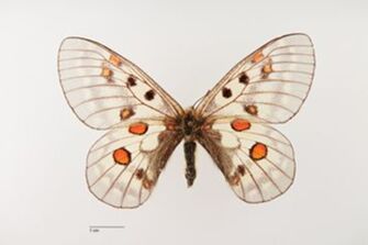 preview Parnassius bremeri amgunensis ab. tripicta Sheljuzhko, 1928