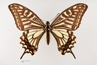 preview Papilio xuthus unimaculata Warnecke, 1924