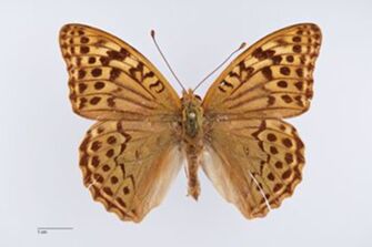 preview Argynnis pandora argentifasciata Kotzsch, 1937