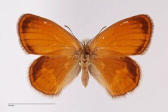 preview Coenonympha arcania ab. anophthalmica Bubacek, 1923