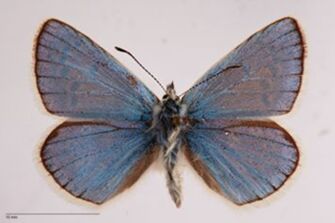 preview Agriades hylas r. correpta Verity, 1920