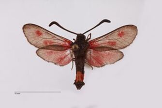 preview Zygaena sarpedon leuzensis ab. quinquepuncta Reiss, 1958