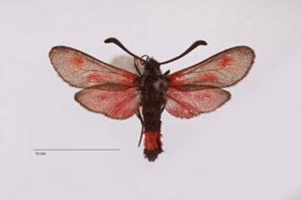 preview Zygaena zapateri ab. rubrior Reiss, 1958