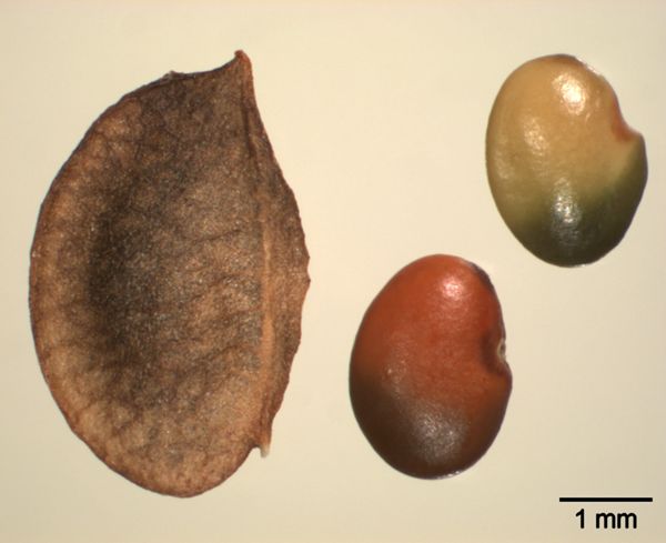 Vorschaubild Wundklee