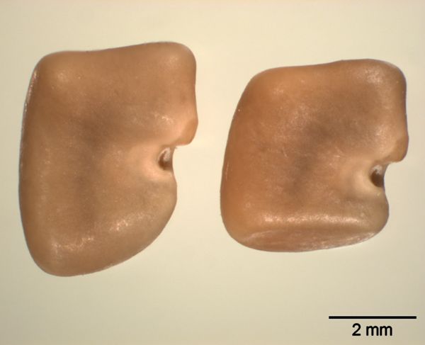 Vorschaubild Kaffee-Traganth