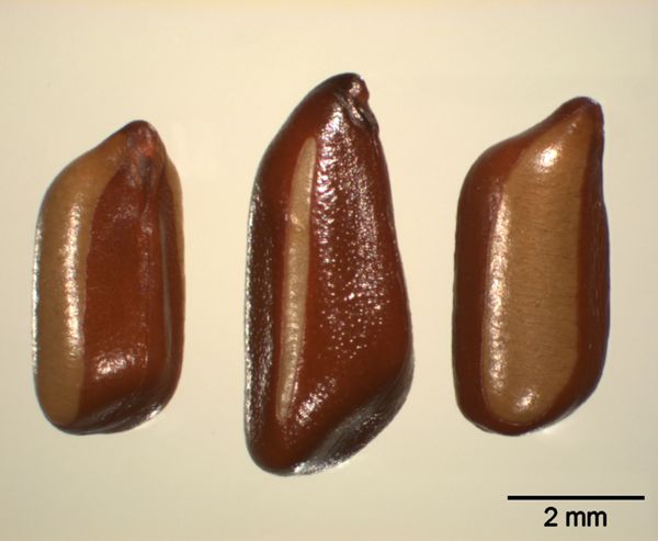 Vorschaubild Gemüse-Kassie