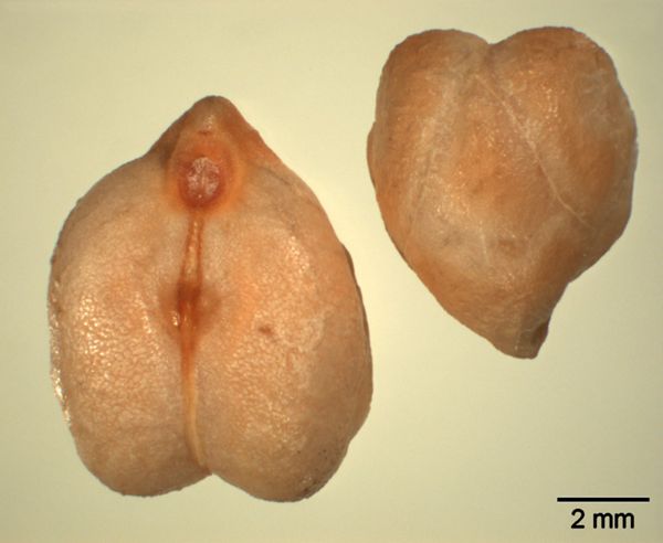 Vorschaubild Kichererbse